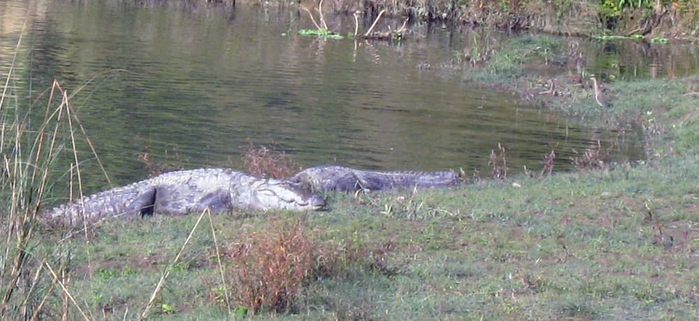 Safari in the National Park