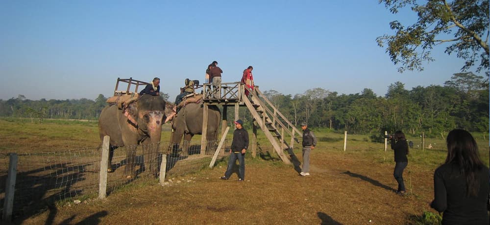 Jungle Safari