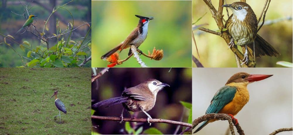 Bird Watching in Nepal Bird Watching in Nepal trip guide